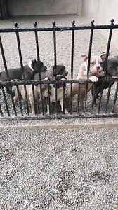 26K views · 1.2K reactions | Happy dogs | Gavrilescu Big Dogs Romania | Facebook