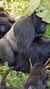 332K views · 2.8K reactions | 量 Meet the silverback — 400 pounds of...