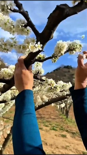 how to pruning plum tree for Better Fruit quality #satisfying #pruning #gardening #shortvideo