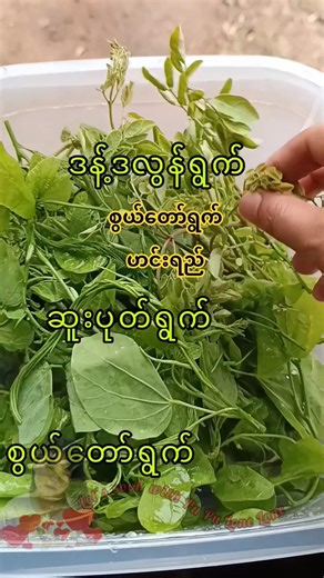 စွယ်တော်ရွက်ဟင်စရည်ချက်သောက်မယ် #foryou #shorts #shortvideo #shortsfeed