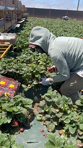 Así asta ganas da a trabajar en el campo 🍓🙏😱 | El Campesino