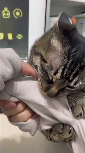 Daily Cat Cuddles: A Heartwarming Tabby Tale