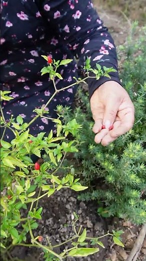 The benefits of growing the chili pepper plant: a discreet plant that beautifully decorates your ...