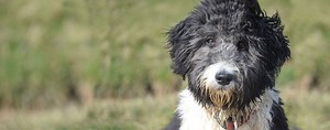 Aussiedoodle | Dog Breed Facts and Information - Wag! Dog Walking