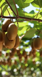 251K views · 1.8K reactions | Grow your own kiwis at home and avoid common beginner mistakes | Top garden tricks | Facebook