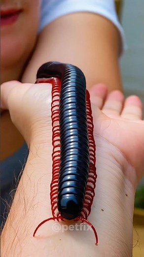 Unbelievable Animal Transformations That Will Amaze You