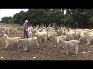 Barbara: Goat Rancher from Texas