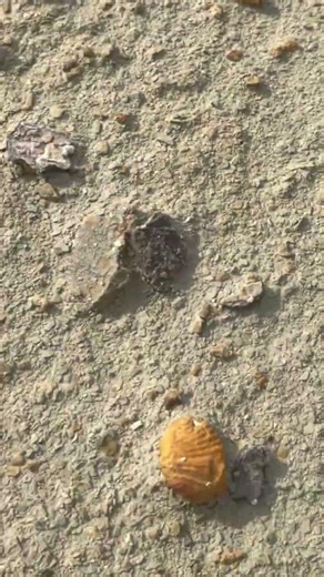 Cool Fossil hunt with Hunting rocks. #fossils