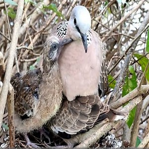 Natural Habitat And Wild Bird Breeding | Review Bird Nest