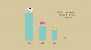 Watch Coast Cricket Protein Powder – 20g Protein, Low Carbs, Gluten Free, Non-GMO Protein Supplement wi... on Amazon Live