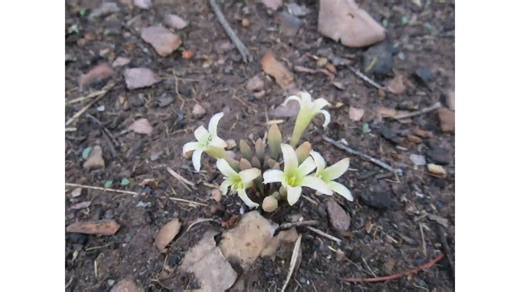 Zambia’s flowers are more than just wild plants, they’re the backbone of our ecosystems. Zambia sits at the heart of the Miombo woodland ecosystem, home to a rich variety of indigenous plant species, some shared with neighboring countries, others found nowhere else on Earth. Botanist and horticulturist Nico Wightman takes us on a journey through Zambia’s wild flora, revealing the intricate relationships between native plants, insects, and animals that sustain the region’s biodiversity. | Greensp
