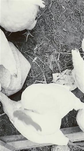 🤑💖🍑🥰🍑🥰🍑🥰😠😞😤😞🤑😞