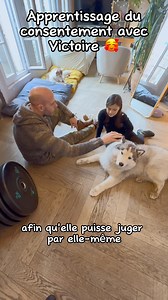 L’apprentissage du consentement est quelque chose de très important à transmettre chez nos jeunes enfants 🤗J’apprends à Victoire que mes chiens n’aiment pas être caressés sur la tête 🥰Cette explication est primordiale afin d’avoir une relation épanouie entre l’enfant et le chien ☺️#chien #husky #dog #chiot #educationchien #conseilchien #enfant | Thibault Laurent