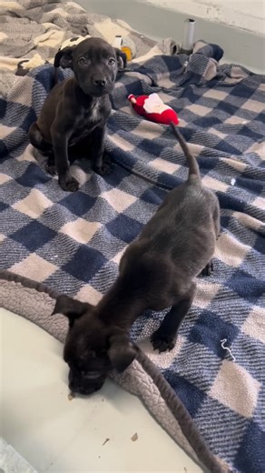 Did you know Fresno Animal Center currently has over 60 puppies in our care? 😨 We are at critical capacity and need the help of our community now more than ever! 🚨 This Valentine’s Day, open your home to a pup in need 💗 Adoption fees are currently waived and include spay/neuter, microchip, flea/tick treatment, and starting vaccines! You can be the reason these puppies grow up outside of the shelter and in a warm, cozy home with a forever family 🤗 | Fresno Animal Center