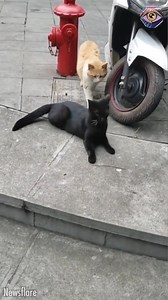 1.8M views · 41K reactions | Cat catches her partner cuddling with another cat | Now I've Seen Everything | Facebook