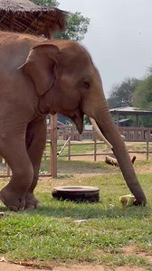 1.6M views · 10K reactions | Have you ever seen a bull elephant eat a banana tree? Gluay Hom shows us his tactic to break apart the tough outer layers using his tusks! It’s amazing to see his thought process as he gets to the soft inside first. He even uses his tusks to save some for later!  | Trunks Up | Facebook