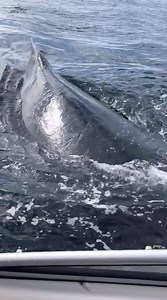 His family will never let him forget this 😂🐳 | Lights Camera Action