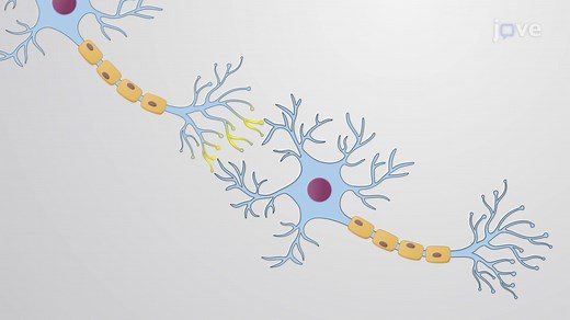 Video: Neuron Structure