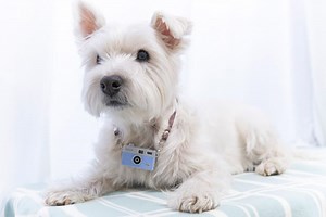 Kenko Tokina launches Kenko Toy Camera Pieni M for photographers who enjoy impressionism over realism