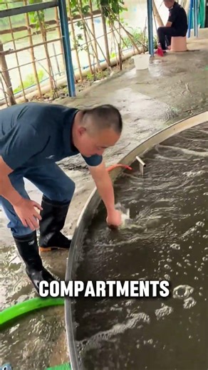 How Snakehead Fish Are Farmed