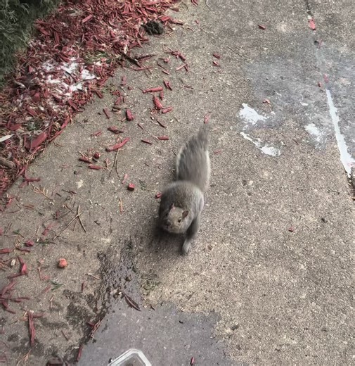 Cute Squirrel Adventures in Slow Motion