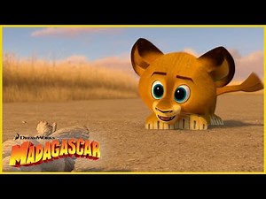 ¡El pequeño Alex! 🥺🦁 | DreamWorks Madagascar en Español Latino
