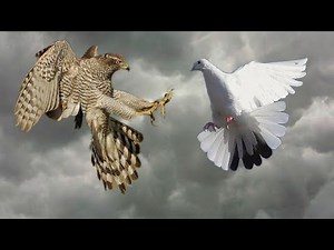 Ястриб Тетеревятник напал на голубей. Goshawk attacked pigeons