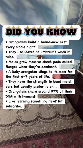 252K views · 3.1K reactions | Heartwarming Orangutan Facts You’ll Love! | Devlop's Puzzle Game | Facebook