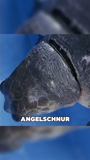 A miracle rescue at sea! 🐢🙏 #animals #shorts