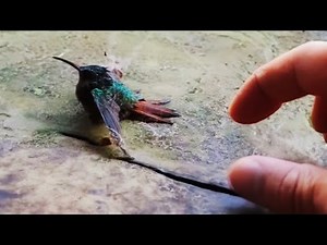 Man rescues a hummingbird caught in a spider web and what happened next was incredible