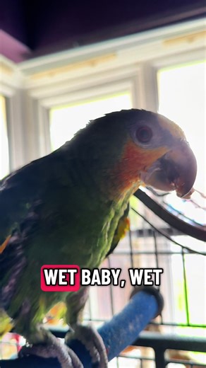 Wet Chicken Parrot Enjoys a Treat