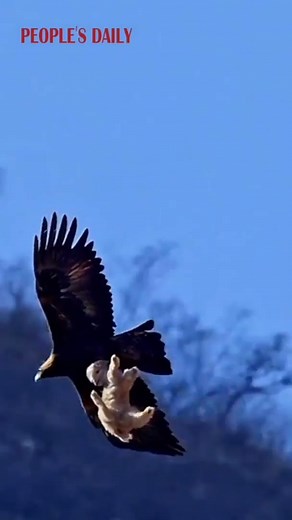 An eagle swoops down and grabs a sheep in its powerful grip!