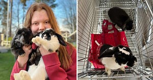 Kaniner hittades dumpade i kundvagn på Ica – räddades av djurvännen Cornelia,17: "De får gärna bo kvar"