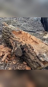 7.4K views · 72 reactions | Building a secret shelter inside a fallen tree near a mystical lake part 2 #bushcraft #build #camp #camping #survival #shelter #wildlife #outdoors #outdoor #viral #fyp #foryou | Yupy Nino | Facebook