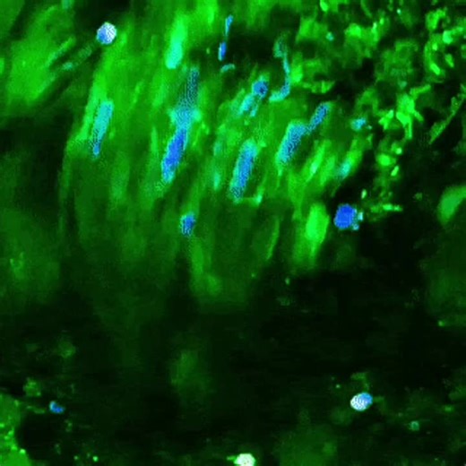 #VEE || vee Dandys world. . . . . req by @VEES HUSBAND !!!! | vee animation