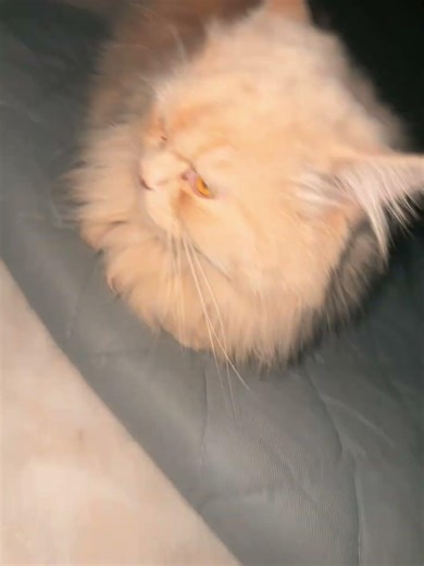 Miss you baby casper 🥺❤️