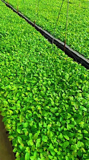 Apple Rootstock from Tissue Culture.