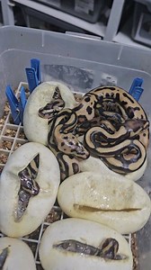 8.6K views · 26 reactions | Leopard spotnose het.clown babys ❤️❤️❤️ #royalpythons #ballpythonlove #beardeddragon #reptilebreeder #snek #morph #leopardgecko #petsnake #herpetology #animal #morphs #cornsnake #snakelove #reptilelove #livingart #ballpythonofinstagram #snakelovers #reptilesofinsta #serpent #ballpythonsnake #nature #ballpythonlover #babyballpython #snakesofinsta #crestedgecko #ballpythonmorphsofinstagram | Xclusive ball pythons | Facebook