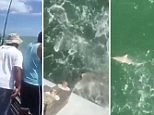 Caught on video: Baby shark gets gobbled up by giant shark