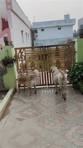 🤣🐕🤣 #comedy #funny #jokes #subscribe #fannydog