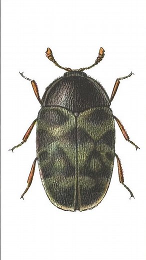 Carpet Beetle Infestation? Insect Identification Explained #insects #nature #wildlife #bug #macro