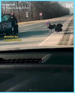 When Animated Birds Go Absolutely Nuts | Operation Theatre