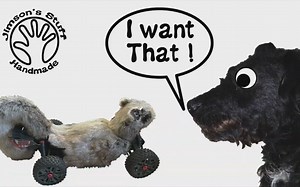 老外做了一个松鼠遥控车，狗子们乐坏了