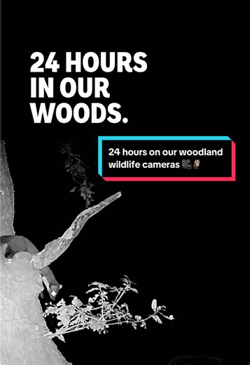 From small mammals active at dawn to tawny owls on the prowl at night, we’ve seen wildlife on our camera traps during all hours of the day ⏰ We work across the UK to bring woods back to good health and support native species threatened by extinction 🦊 👉 Head to our website to learn more about why our wildlife needs native woods and trees. #WildlifeCamera #CameraTraps #UKWildlife #24Hours #WoodlandTrust