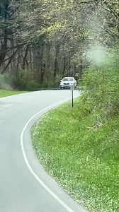 30K views · 1.2K reactions | Mama bear crosses road with cubs | Rescue Bear | Facebook