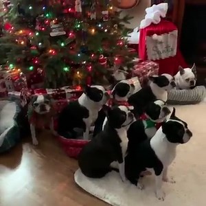 3.2M views · 6.4K reactions | Everyone patiently waited for their Christmas Presents   @bossybostons | Boston Terrier World | Facebook