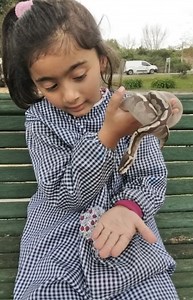 57K views · 1K reactions | Hola chicos, esta es una pitón bola!!!! ¿Nos ayudan a ponerle un nombre? #holachicosbyyara #python #pythonsofinstagram #piton #pitónbola #pythonregius #mimascotaesunaserpiente | Alternatus Uruguay | Facebook