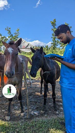 Did you know Animals Fiji also provides care for horses? Here is one of our Veterinarians, Dr Ashitosh, at @‌horsesanctuaryfiji performing some equine (horse) check-ups this week. Give us a call to have our veterinary team assist you with your large animals - horses, cows, goats, sheep, or pigs. Nadi/Lautoka: 993-6647 or Savusavu/Labasa: 998-6253 #animalsfiji #buildingalifelineforanimals #animals #animalwelfare #animalrescue #animalcruelty #sheltercharity #adoption #adoptdontshop #vet #veterinar