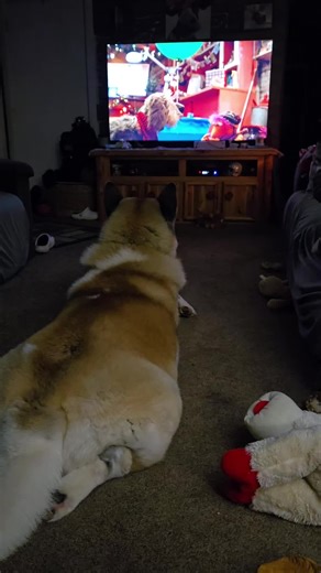 Discovering the Joy of Fraggle Rock with Our Akita