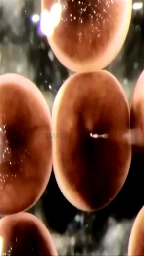 உலகின் முதல் உயிருள்ள ரோபோட்🤖 #tamilultimate #xenobots #robot #newtechnology #futuretech #motivational #videocontent #reels | TAMIL ULTIMATE